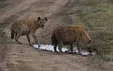 Spotted hyena